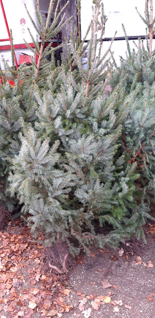 Start verkoop Kerstbomen bij Lensink Aardappelen Aalten.